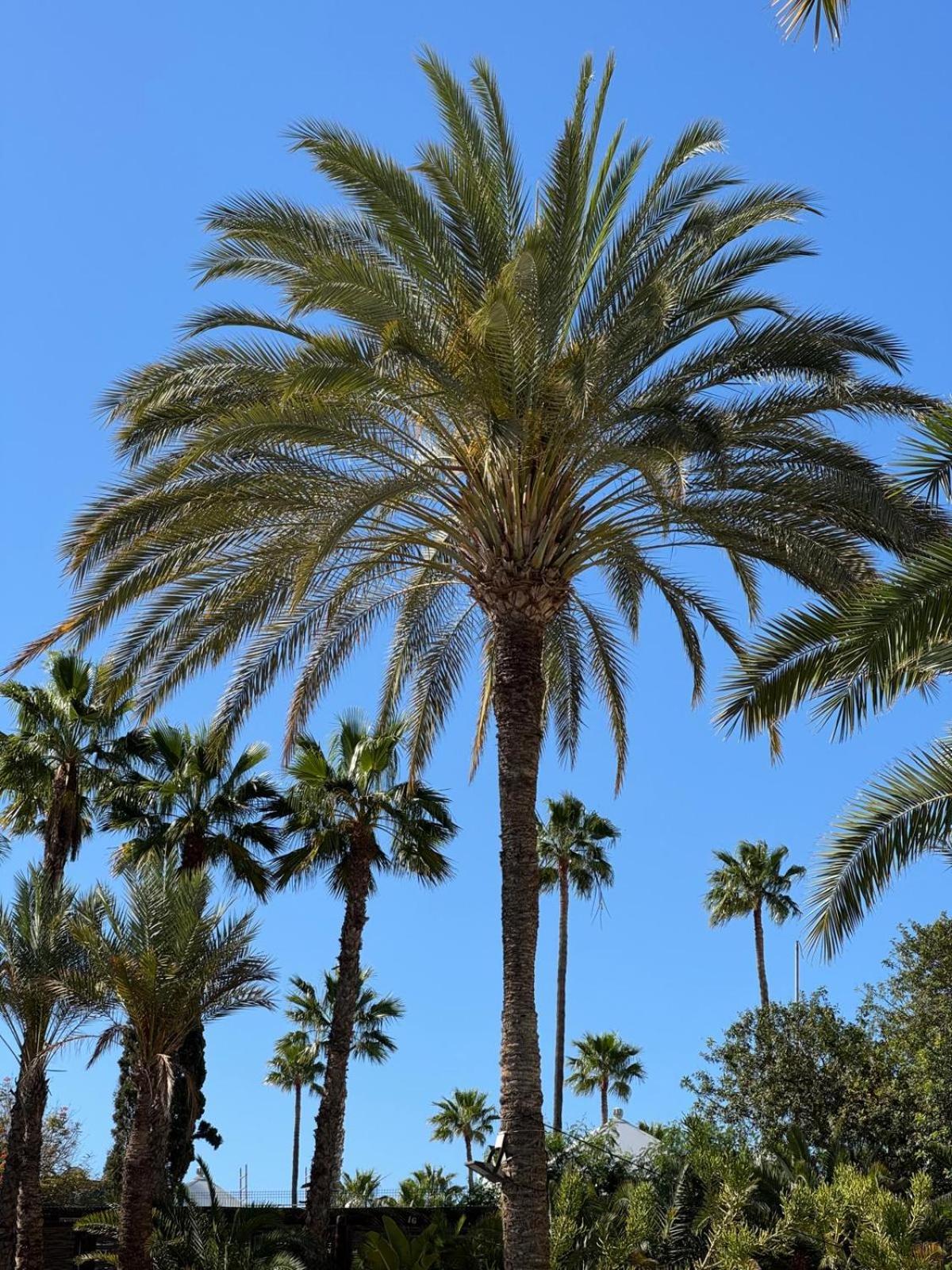 Piso Paraiso Vicino Al Mare Maspalomas  Exteriör bild