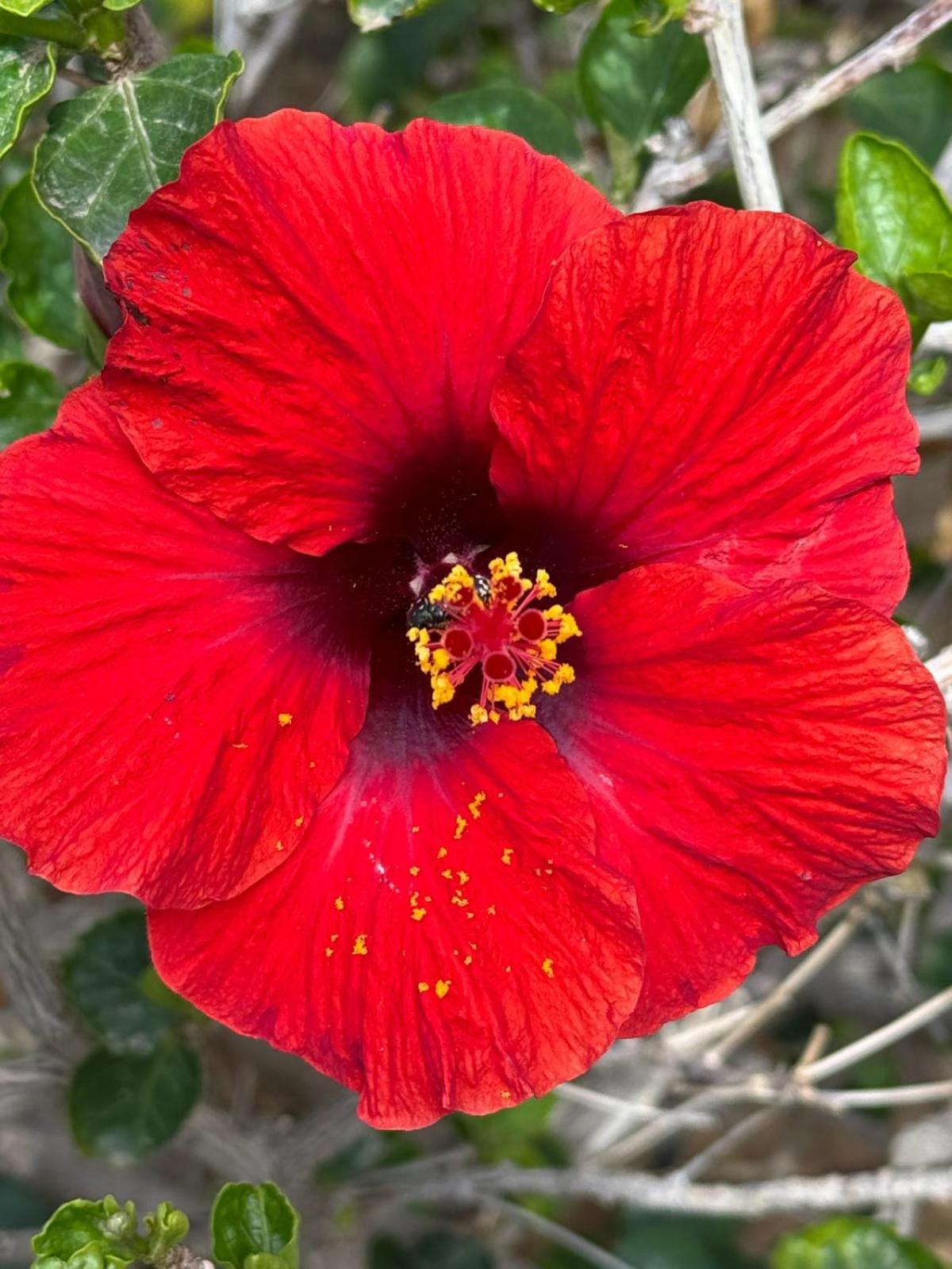 Piso Paraiso Vicino Al Mare Maspalomas  Exteriör bild